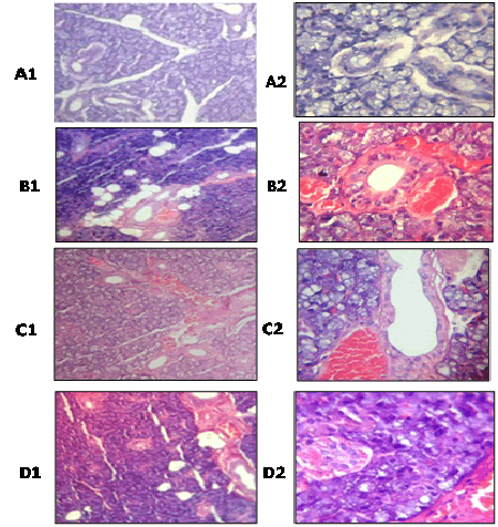 photomicrograph