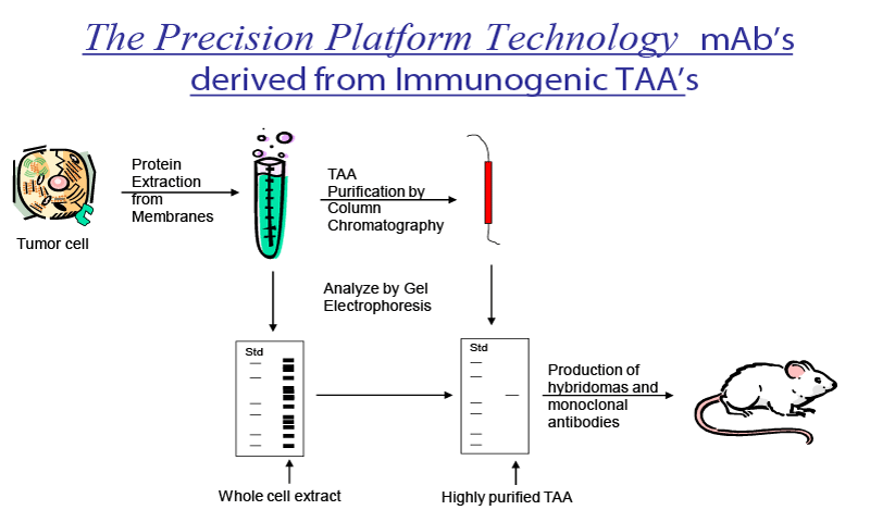 monoclonal