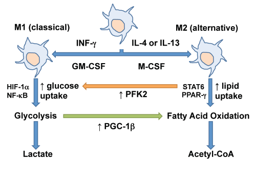 Metabolic