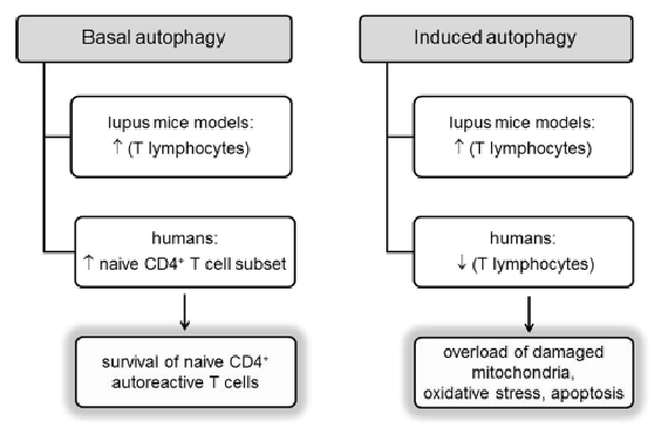 lymphocytes