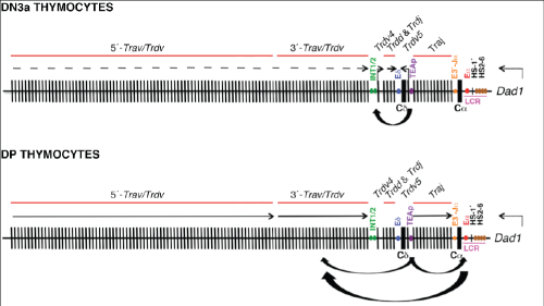 chromatin