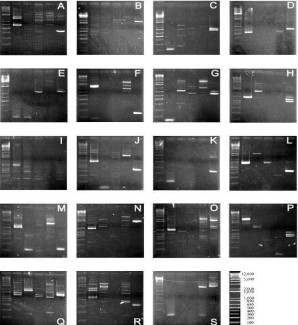 electrophoresis