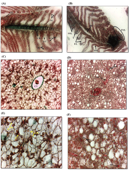 Histological