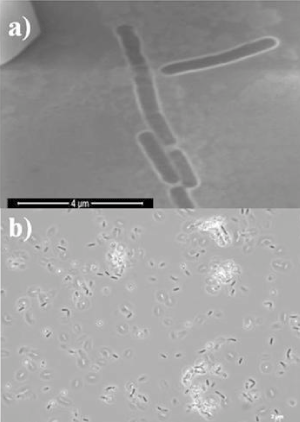 micrographs