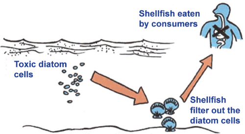 domoic