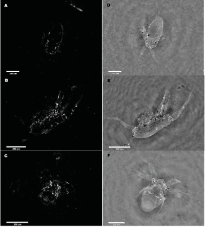 Nauplius