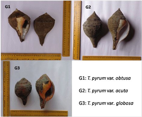 varieties