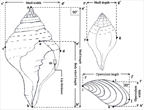 shells