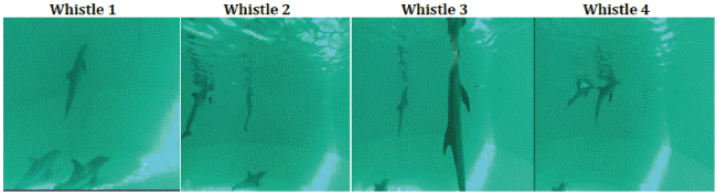 Behaviour of male dolphin