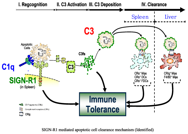 apoptotic