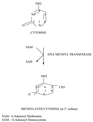 methylation
