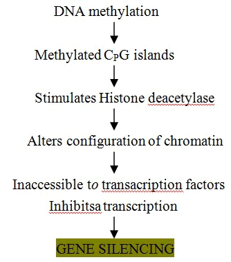 Transcription Flow Chart