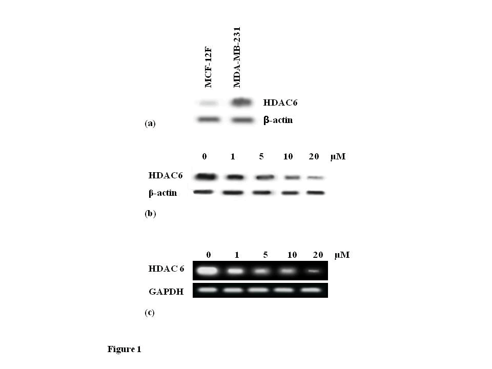 down-regulates