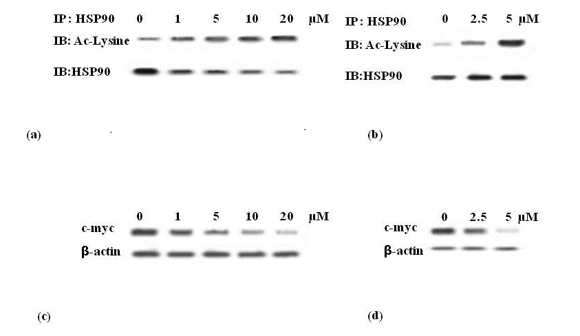 HSP90 and decreases