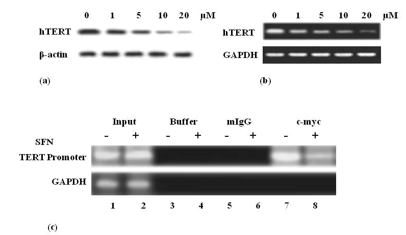 protein and mRNA level
