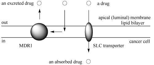 MDR1 or absorbed