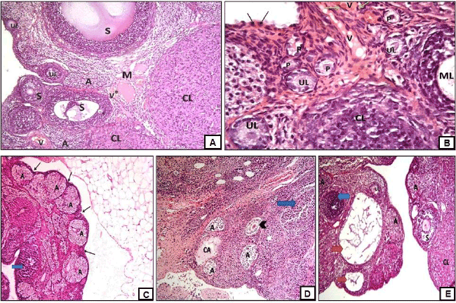 photomicrograph