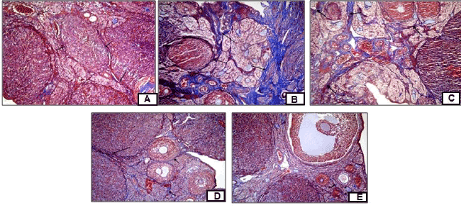 photomicrograph