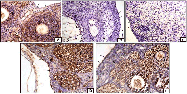 photomicrograph
