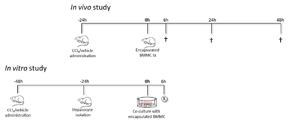 In vivo experiments) The methods of the in vivo experiment schedule.