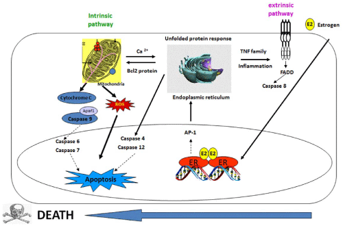 mechanisms