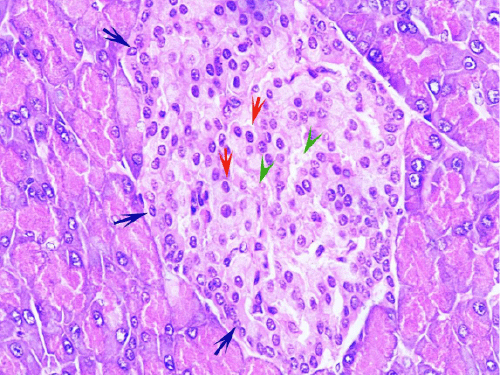 pancreas