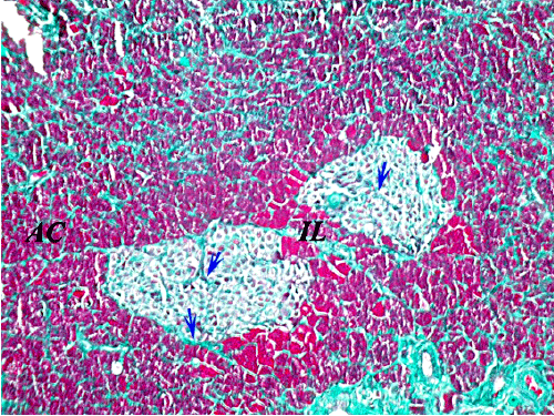 collagen