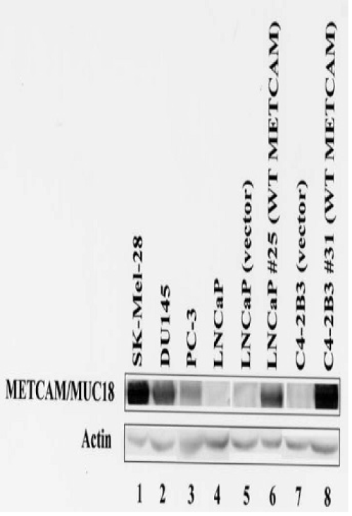 transfected
