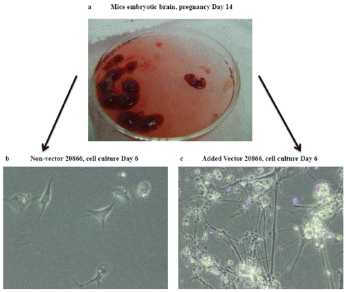 embryonic