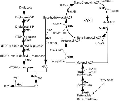 phosphomannomutase