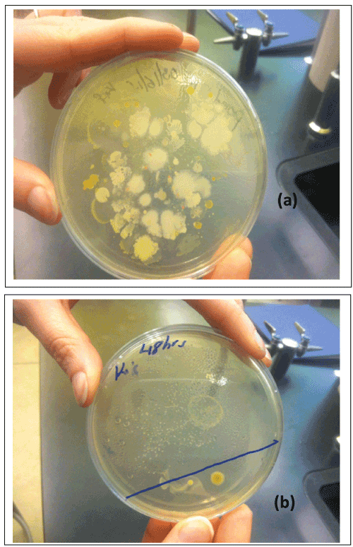 coliform