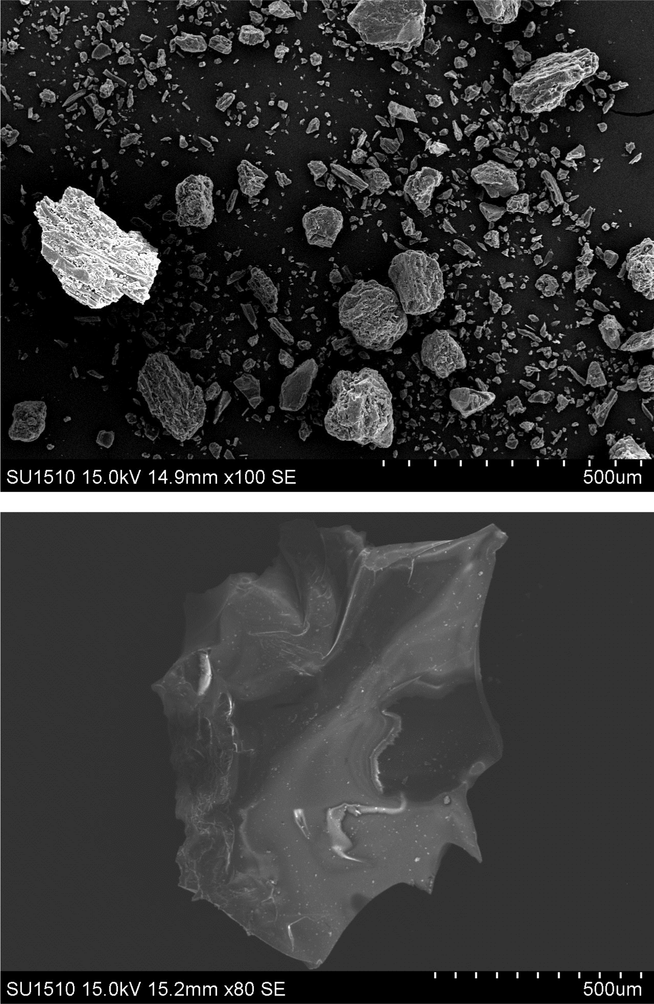 micrograph