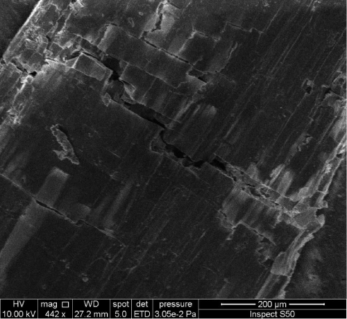 micrograph