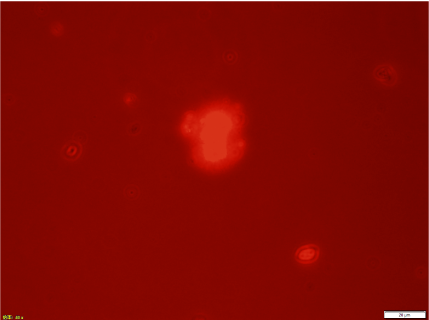 microscopic