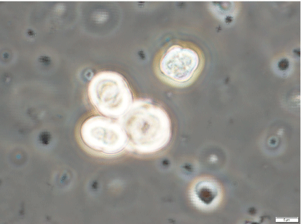 microscopic