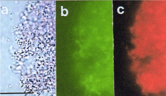 microscopy