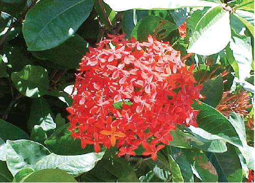 flowers