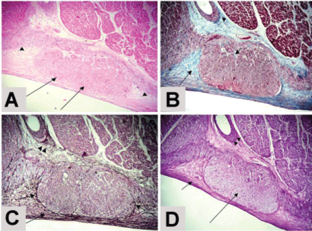 photomicrograph