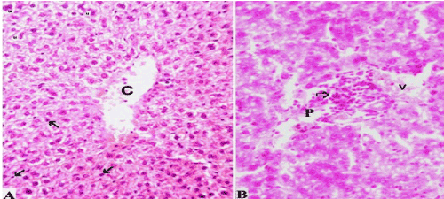 Photomicrographs