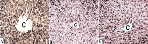 Photomicrographs