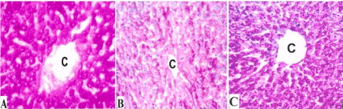 Photomicrographs