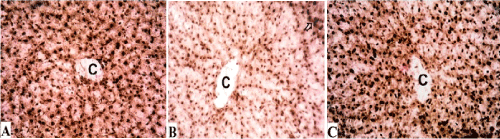 Photomicrographs