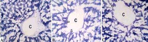 Photomicrographs