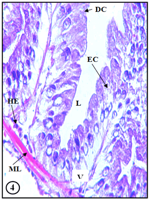 digestive