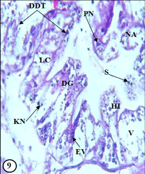 gland
