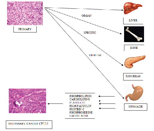 Metabolomic