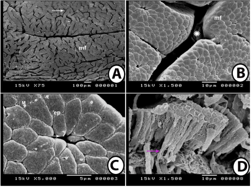 microscopy