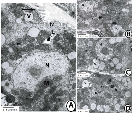 microscopy