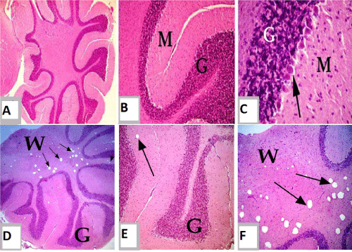testis