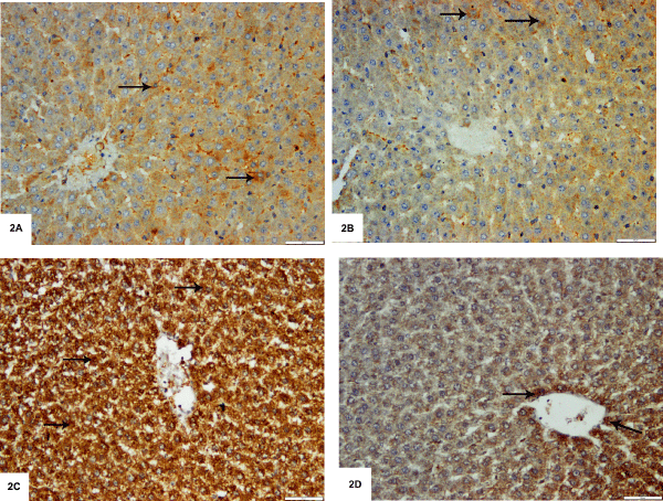 cytoplasm
